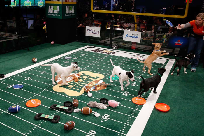 Puppy-Bowl-X-AP385784551590_3.jpg